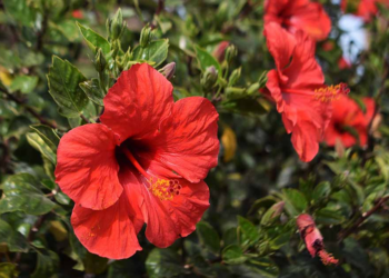Agric Ministry Empowers Hibiscus Farmers In Bauchi