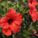 Agric Ministry Empowers Hibiscus Farmers In Bauchi 5 Agric Ministry Empowers Hibiscus Farmers In Bauchi