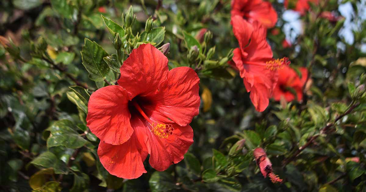 Agric Ministry Empowers Hibiscus Farmers In Bauchi