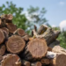 SDGs: Experts Call For Action Against Fuelwood Extraction