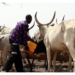 Cattle Market Crisis: Hausa Community Sues For Dialogue With Abia