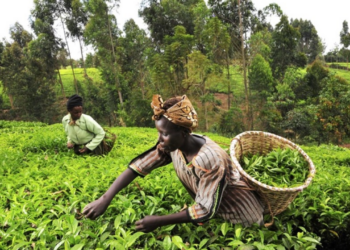 Dry Season: FG To Cultivate 500,000 Hectares Of Irrigable Land