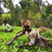 Dry Season: FG To Cultivate 500,000 Hectares Of Irrigable Land 4 Dry Season: FG To Cultivate 500,000 Hectares Of Irrigable Land