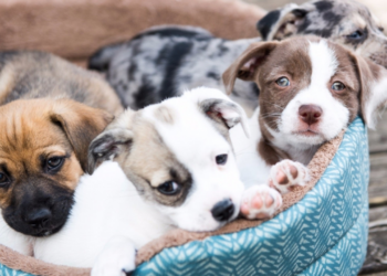 Making Profit From Sales Of Pet Care Products