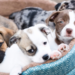 Making Profit From Sales Of Pet Care Products 5 Making Profit From Sales Of Pet Care Products