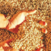 Exporter Bemoans Misuse Of Import Documents For Soybean Shipments To India 5 Exporter Bemoans Misuse Of Import Documents For Soybean Shipments To India