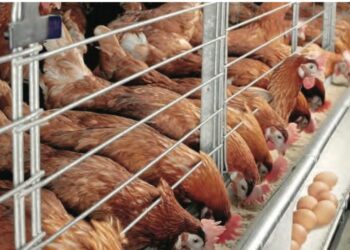 Profiting From Sales Of Poultry Accessories