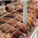 Profiting From Sales Of Poultry Accessories