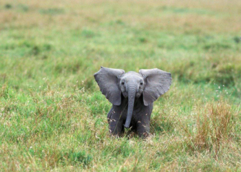 House Of Reps Moves To Tackle Elephants’ Invasion Of Borno