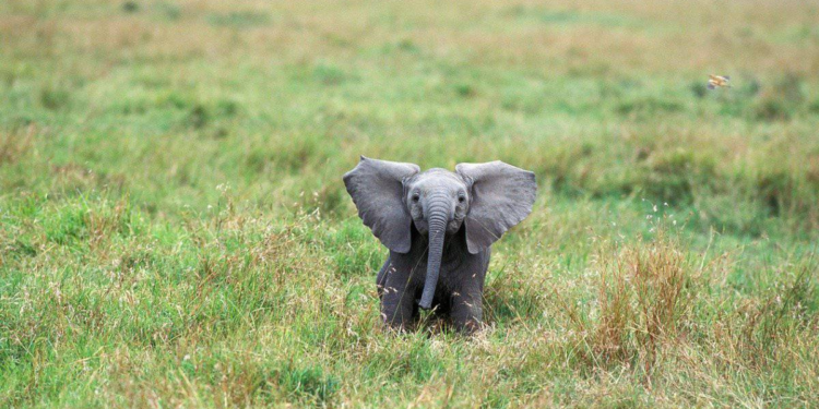 House Of Reps Moves To Tackle Elephants' Invasion Of Borno