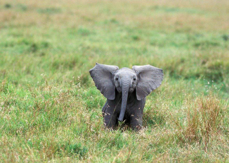 House Of Reps Moves To Tackle Elephants' Invasion Of Borno