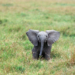 Group Rues Decline In Elephant Population 5 House Of Reps Moves To Tackle Elephants’ Invasion Of Borno