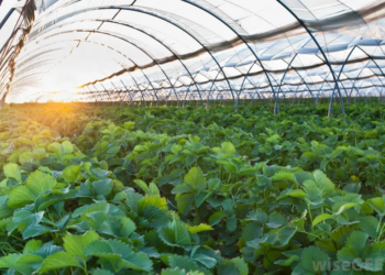 Making Profits from Green House Farming