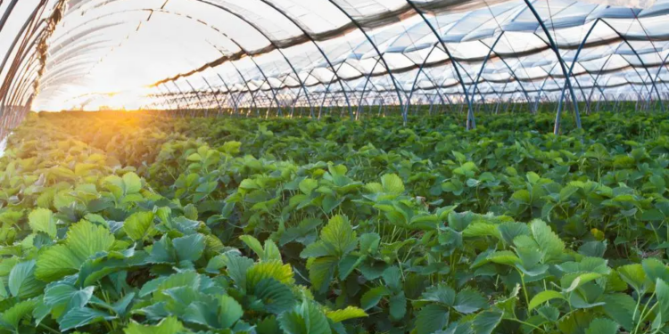 Green House Farming
