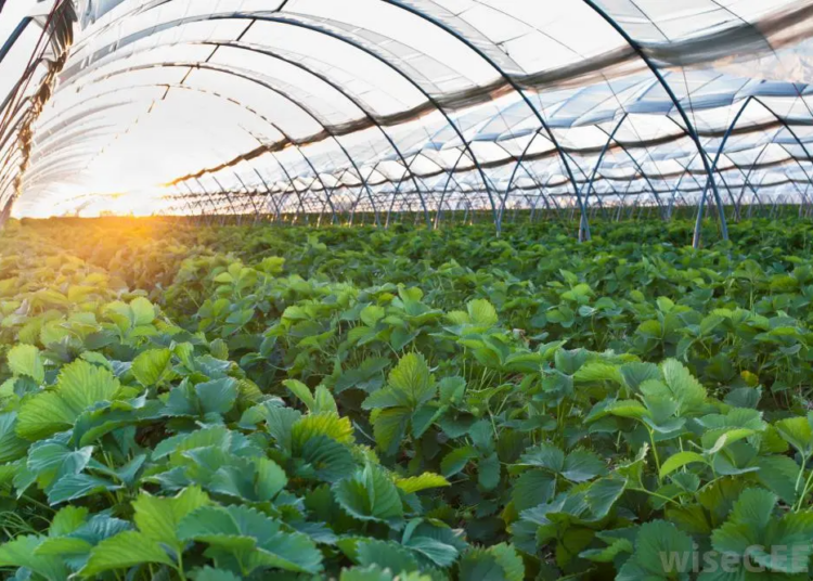 Vegetable Farmers