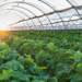 Making Profits from Green House Farming 5 Making Profits from Green House Farming
