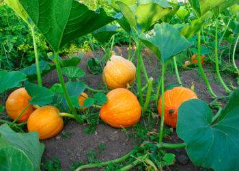 Investing In Pumpkin Farming For Extra Revenue