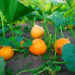 Investing In Pumpkin Farming For Extra Revenue