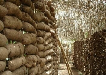 House Wants CBN, NAIC To Boost Yam Production