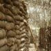 House Wants CBN, NAIC To Boost Yam Production
