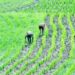BATN Foundation Awards N10m To 6 Young Agripreneurs 5 BATN Foundation Awards N10m To 6 Young Agripreneurs
