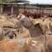 Donkey Farming Can Generate $60m Annually, Create Jobs For Millions — NADFAMS