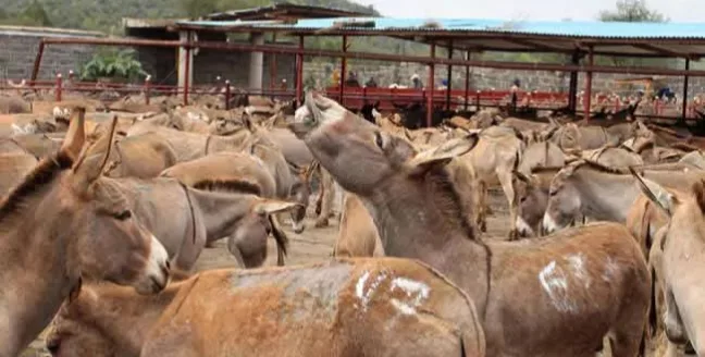 Donkey Farming Can Generate $60m Annually, Create Jobs For Millions — NADFAMS 1 Donkey jpeg