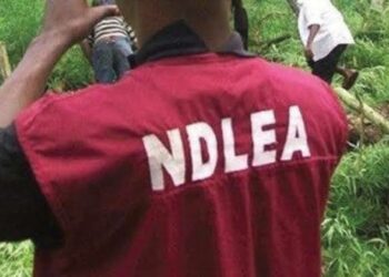 Kaduna Drug Bust: 478kg Of Illicit Substances Seized, 90 Suspects Arrested