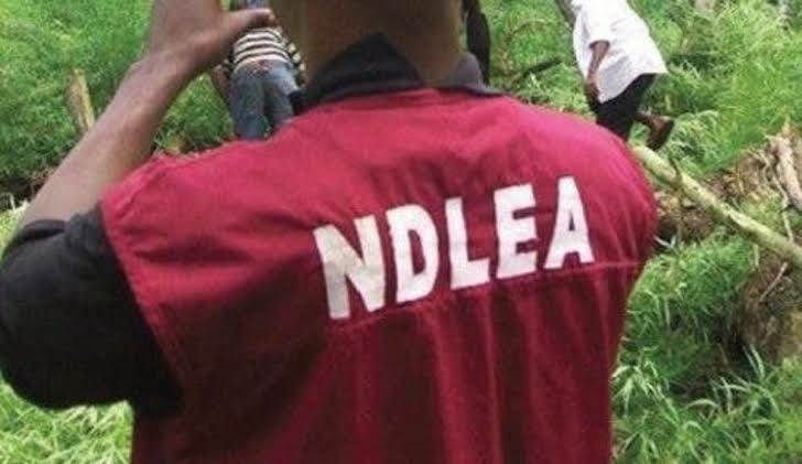 Kaduna Drug Bust: 478kg Of Illicit Substances Seized, 90 Suspects Arrested 1 IMG 3688