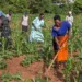 Stakeholders Fault Proposed N362.9bn Agriculture Budget For 2024