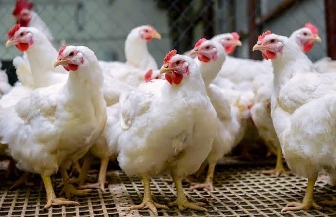 No Christmas Chicken For Many As Prices Skyrocket In Ibadan 1 IMG 4232
