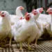 No Christmas Chicken For Many As Prices Skyrocket In Ibadan 5 No Christmas Chicken For Many As Prices Skyrocket In Ibadan