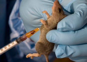 Lassa Fever Killed 200 In 2023, Says Disease Control Centre