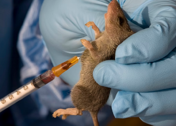 Lassa Fever