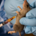 Lassa Fever Killed 200 In 2023, Says Disease Control Centre 5 Lassa Fever Killed 200 In 2023, Says Disease Control Centre