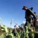 Myanmar Now World's Top Opium Producer — UN 5 Myanmar Now World’s Top Opium Producer — UN