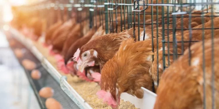 Hen, Chicken eggs and chickens eating food in farm