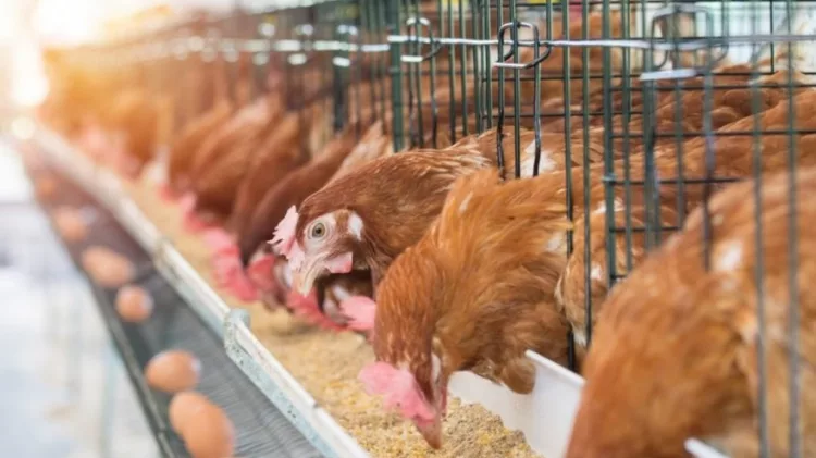 Hen Chicken eggs and chickens eating food in farm