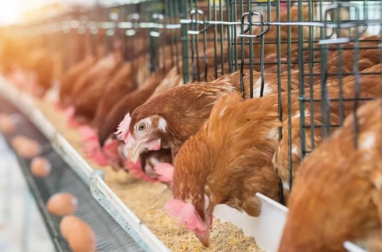 Hen, Chicken eggs and chickens eating food in farm