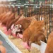 Eggs Hit N6,000 Per Crate 5 Christmas: Poultry Farmers Decry High Feed Cost Low Patronage
