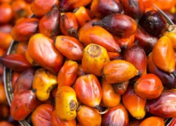 Making Extra Income From Palm Oil Storage Business