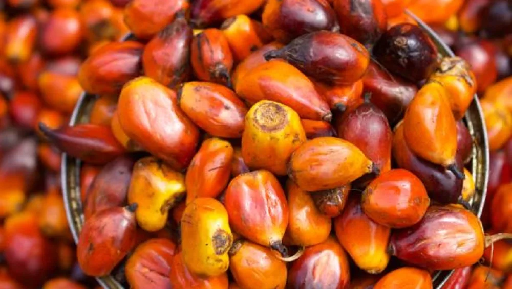 Making Extra Income From Palm Oil Storage Business