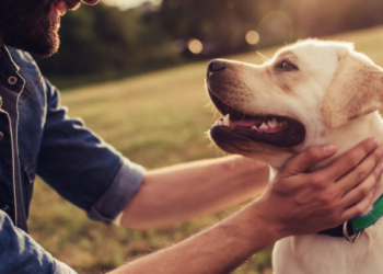 Why You Should Take Your Pet Health Seriously