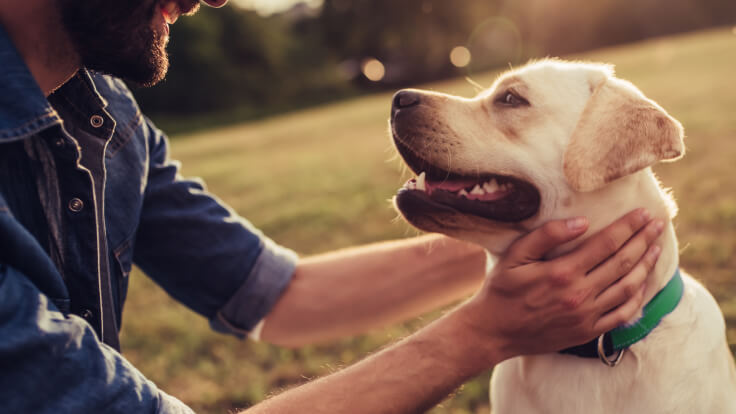 Why You Should Take Your Pet Health Seriously 1 SULLPET