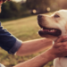 Why You Should Take Your Pet Health Seriously