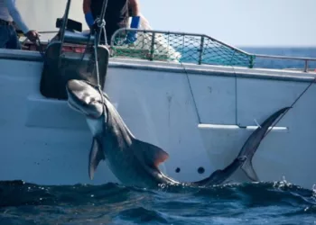 Court Orders New Caledonia To Halt Shark Culling