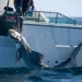 Court Orders New Caledonia To Halt Shark Culling 5 Court Orders New Caledonia To Halt Shark Culling