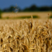 Nigeria To Get 25,000 Tons Of Grains From Ukraine 5 Nigeria To Get 25,000 Tons Of Grains From Ukraine