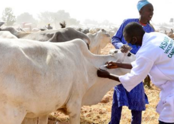 Adamawa Commences Mass Vaccination Of Livestock