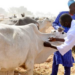 Adamawa Commences Mass Vaccination Of Livestock